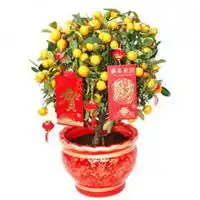 微信头像桔子盆景微信头像图片大全