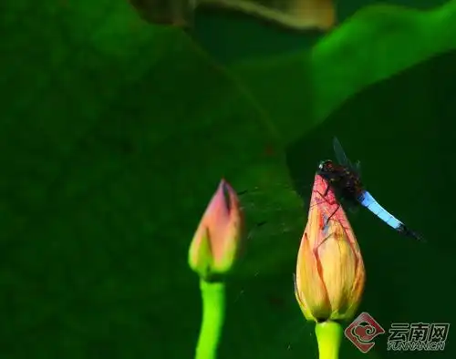 云南腾冲荷花绽放美在当夏