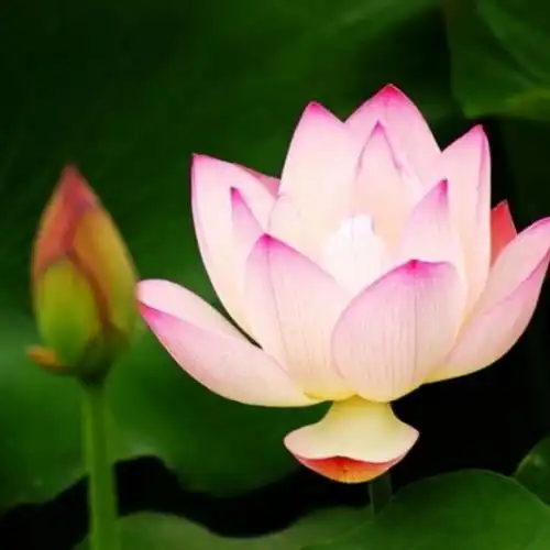 赞美诗歌与主同死同活