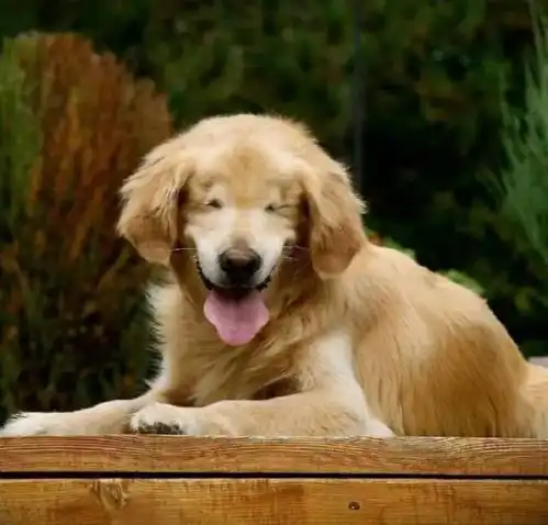 这只金毛犬失去了双眼,却把最温暖的笑容带给人们
