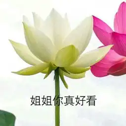 微信莲花头像图片唯美