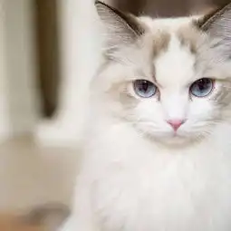 可爱萌猫头像大合集