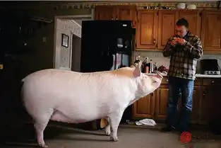 属猪女人女生婚配如何