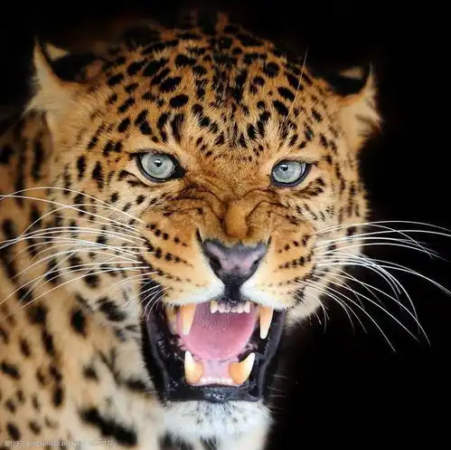 湖南金钱豹,杀老虎,森林之王啊