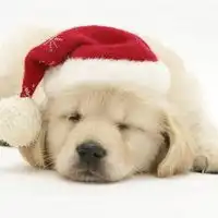 狗狗戴帽子头像微信