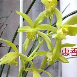 惠香源的极品蕙兰大黄花素心