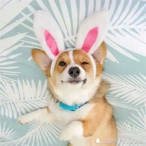 超可爱萌宠背景喜欢你呀,像一颗牛奶糖,从眉间甜到脚尖