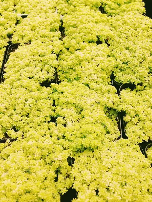 3岁小女孩出售多肉植物换零食和玩具,同城派送或快递