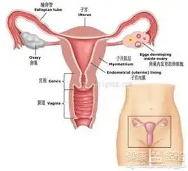 子宫肌瘤要切除子宫吗子宫次全切除术