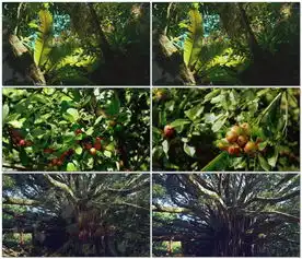 深山大树野果图片设计素材高清模板下载24.35mb动植物大全