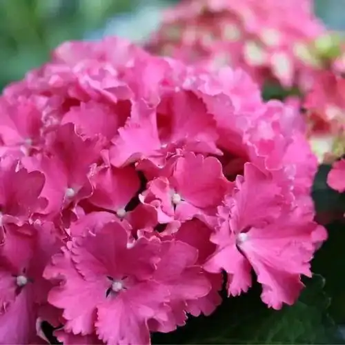 穷人学种花1认识10种仙气飘飘的绣球
