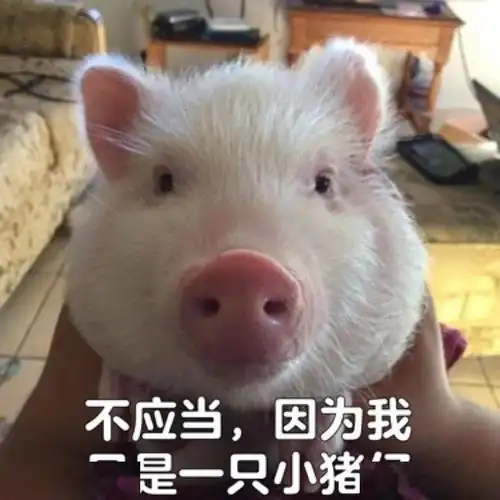 排骨煨了三次都煨不烂你来看看,泸州李女士是不是买到母猪肉了