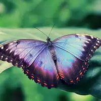 蝴蝶个性头像自由自在飞翔的蝴蝶