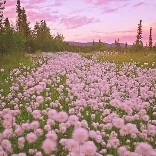 美图朋友圈背景图了解一下